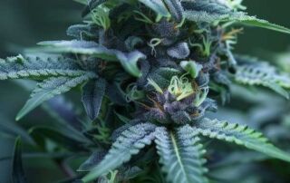 So kann eine White Widow Blüte aussehen