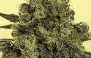 So kann eine White Widow Blüte aussehen