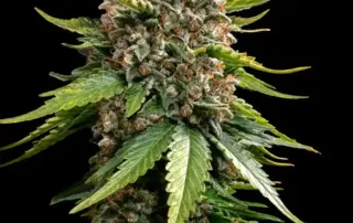 White Widow XXL Auto von Barneys Farm