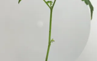 steckling_Critical-Kush